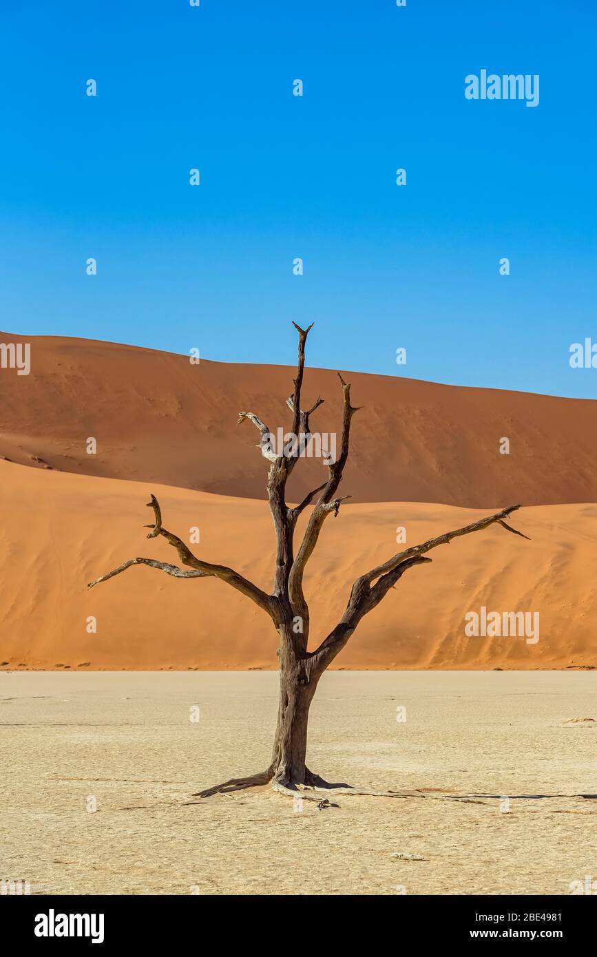 Deadvlei, eine weiße Tonpfanne, umgeben von den höchsten Sanddünen der Welt und Kameldornbäumen (Vachellia erioloba), Namib Desert; Namibia Stockfoto