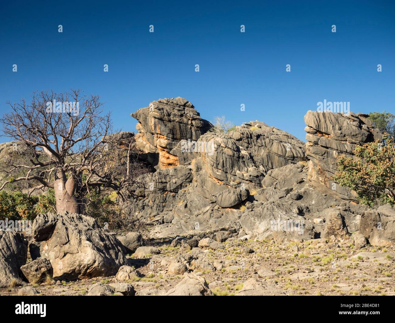 Boab (Adansonia gregorii) und Kalksteinfelsen des Devon Reef auf Fairfield-Leopold Downs Rd, der Kimberley Stockfoto