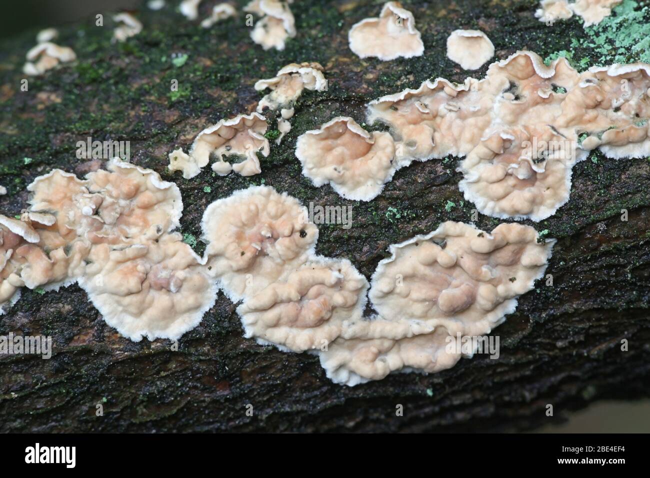 Corticium laeve, der Tränenfaulpelz, Wildpilz aus Finnland Stockfoto