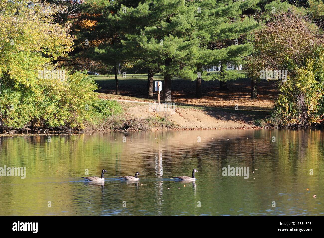 Groveport Ohio Straßen mit bunten Bäumen, Familie von Gänsen auf einem Teich, drei Bach Spaziergang Weg mit bunten Bäumen und grüner Landschaft umgeben Stockfoto