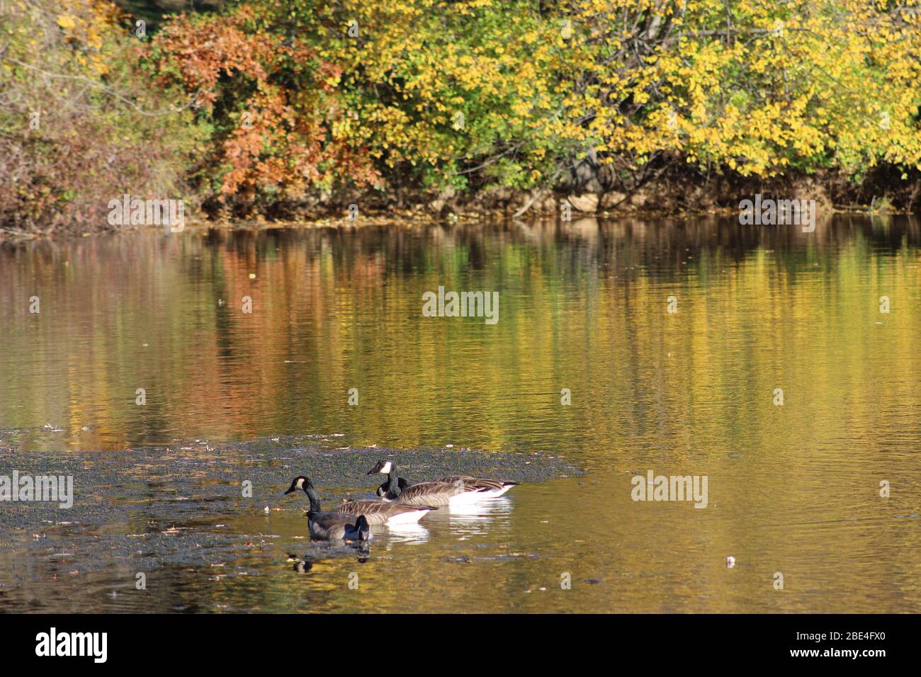 Groveport Ohio Straßen mit bunten Bäumen, Familie von Gänsen auf einem Teich, drei Bach Spaziergang Weg mit bunten Bäumen und grüner Landschaft umgeben Stockfoto