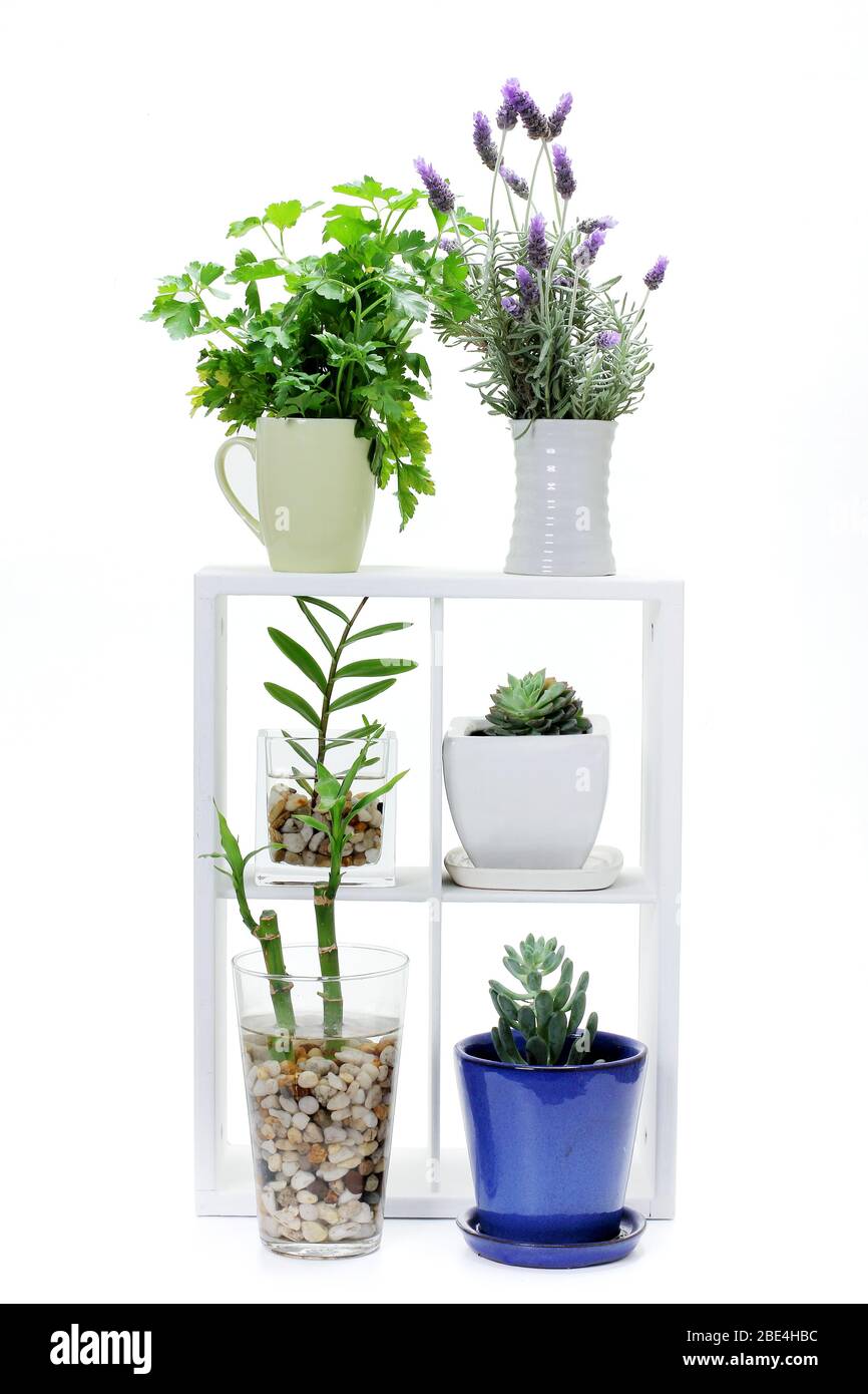 Zimmerpflanzen auf Holzregal mit weißem Hintergrund Stockfoto