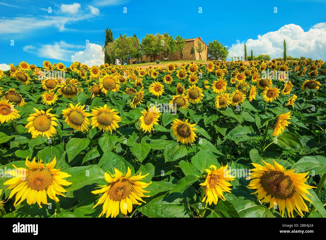 Erstaunliche Sonnenblumenfelder Landschaft mit blühenden Sonnenblumen und niedlichen kleinen Steinhaus auf dem Hügel, Toskana, Italien, Europa Stockfoto