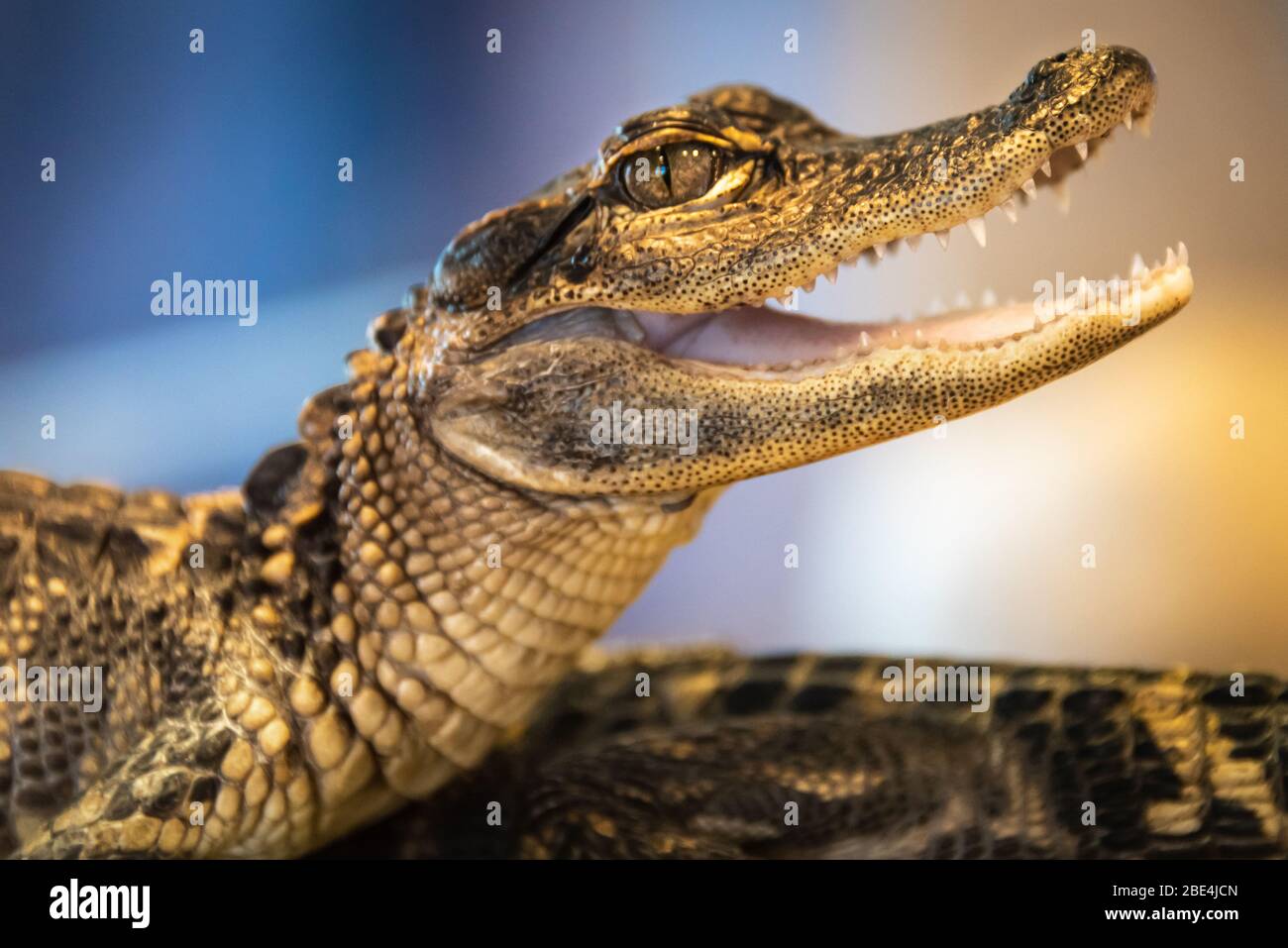 Baby-Alligator (Alligator mississippiensis) im Besucherzentrum des GTM Research Reserve in Ponta Vedra Beach, Florida. (USA) Stockfoto