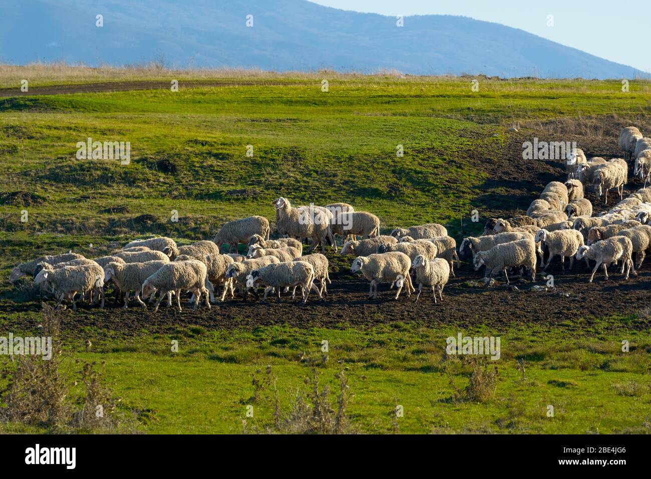 Schafherde, die nach dem Weiden einen Pfad auf einem grünen Hügel mit frischem Gras überqueren. Stockfoto