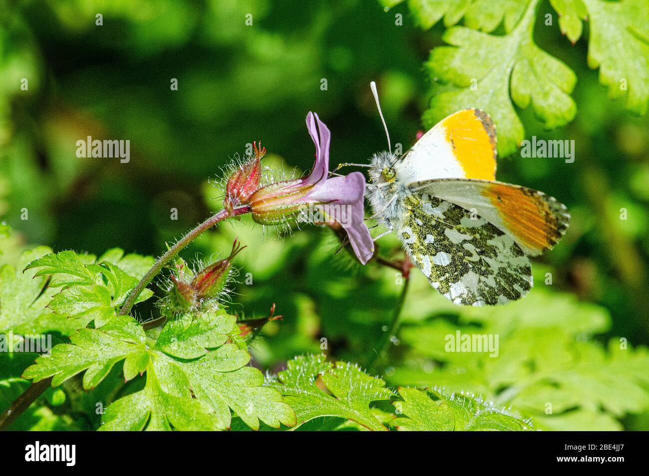 Schmetterling mit orangefarbener Spitze – Dean Morley. Häufig und weit verbreitet, kann dieser mittelgroße Schmetterling in Gärten und Hecken gefunden werden. Die Männchen sind unverkennbarm Stockfoto