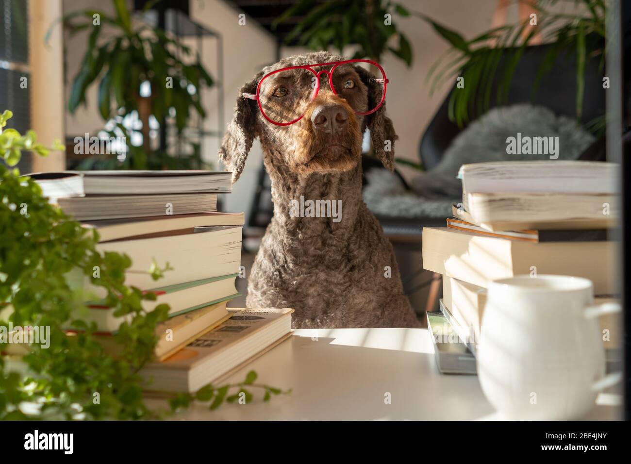 Ein Hund trägt rote Gläser zwischen einem Stapel Bücher in einer Wohnung mit vielen Pflanzen während des Sonnenuntergangs Stockfoto