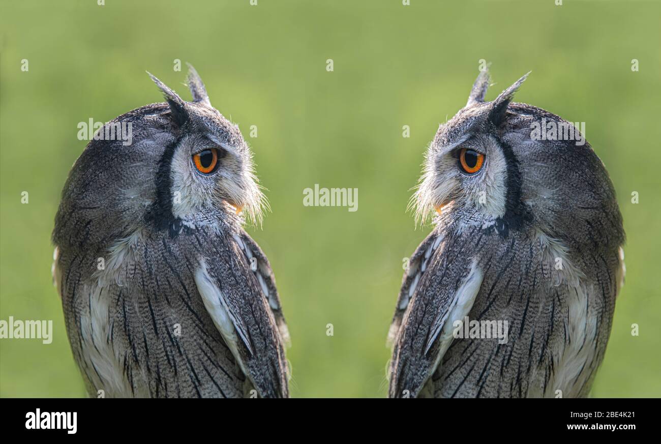 Ein zusammengesetztes Bild eines weißen Gesicht scops Eule dupliziert, so dass es ein Spiegelbild erscheint und einander gegenüberstellen. Ein grüner Hintergrund mit Kopierbereich Stockfoto