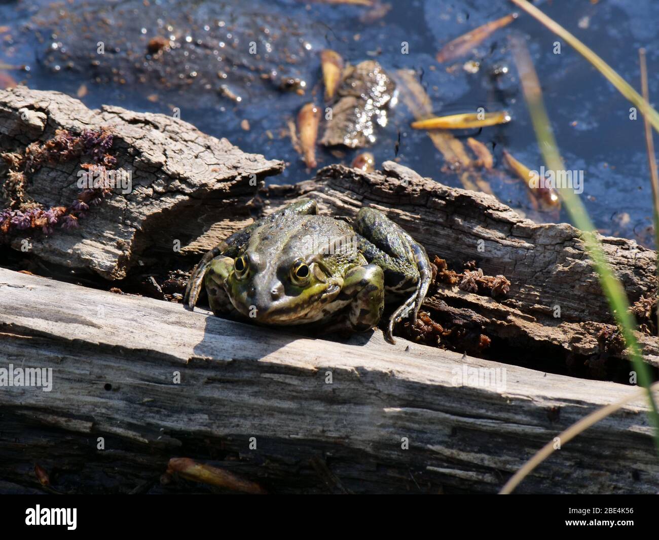 Kröte sitzt auf einem Stück Holz in einem Teich Stockfoto