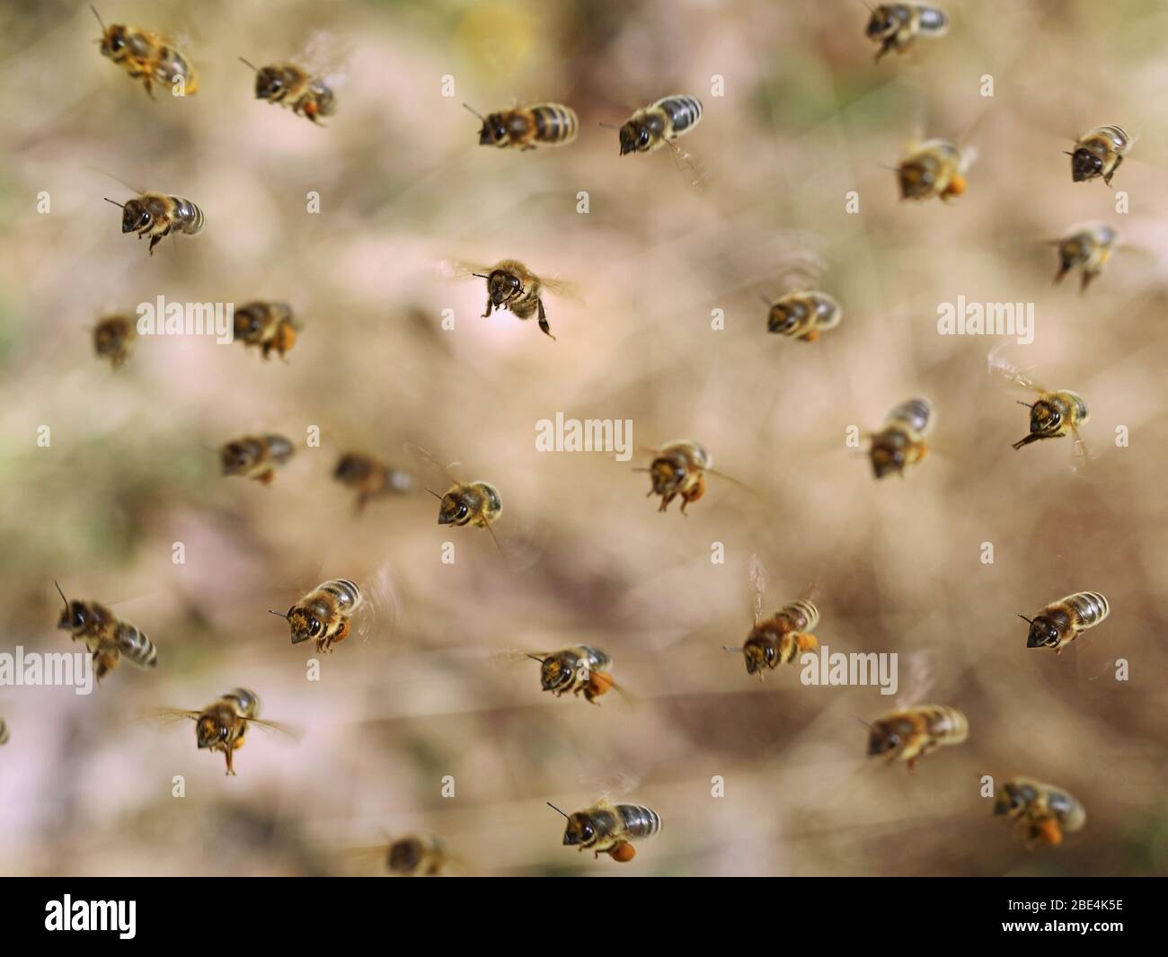 Vorderansicht der fliegenden Honigbienen, die gelbe Pollen auf braunem Bokeh sammeln, Nahaufnahme des Hintergrunds Stockfoto