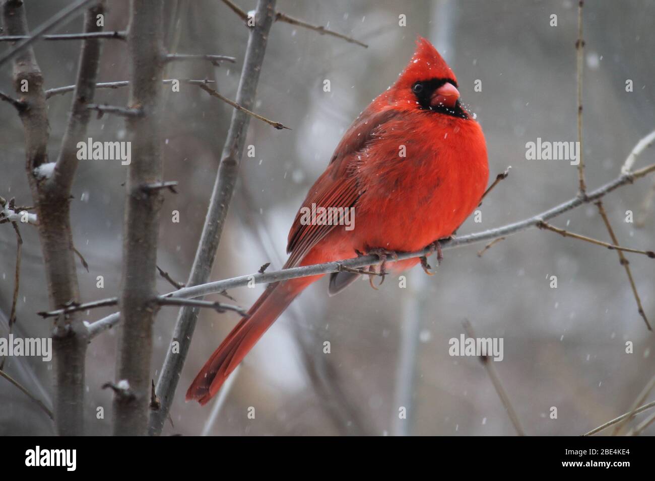 Schöner Radkardinalvogel auf Ästen in Mexiko. Stockfoto