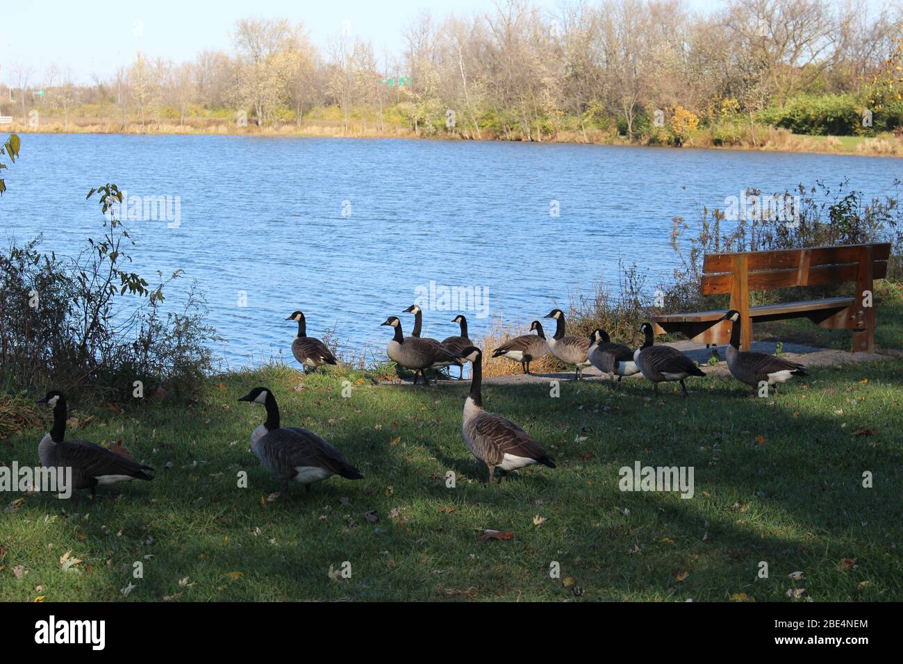 Groveport Ohio Straßen mit bunten Bäumen, Familie von Gänsen auf einem Teich, drei Bach Spaziergang Weg mit bunten Bäumen und grüner Landschaft umgeben Stockfoto