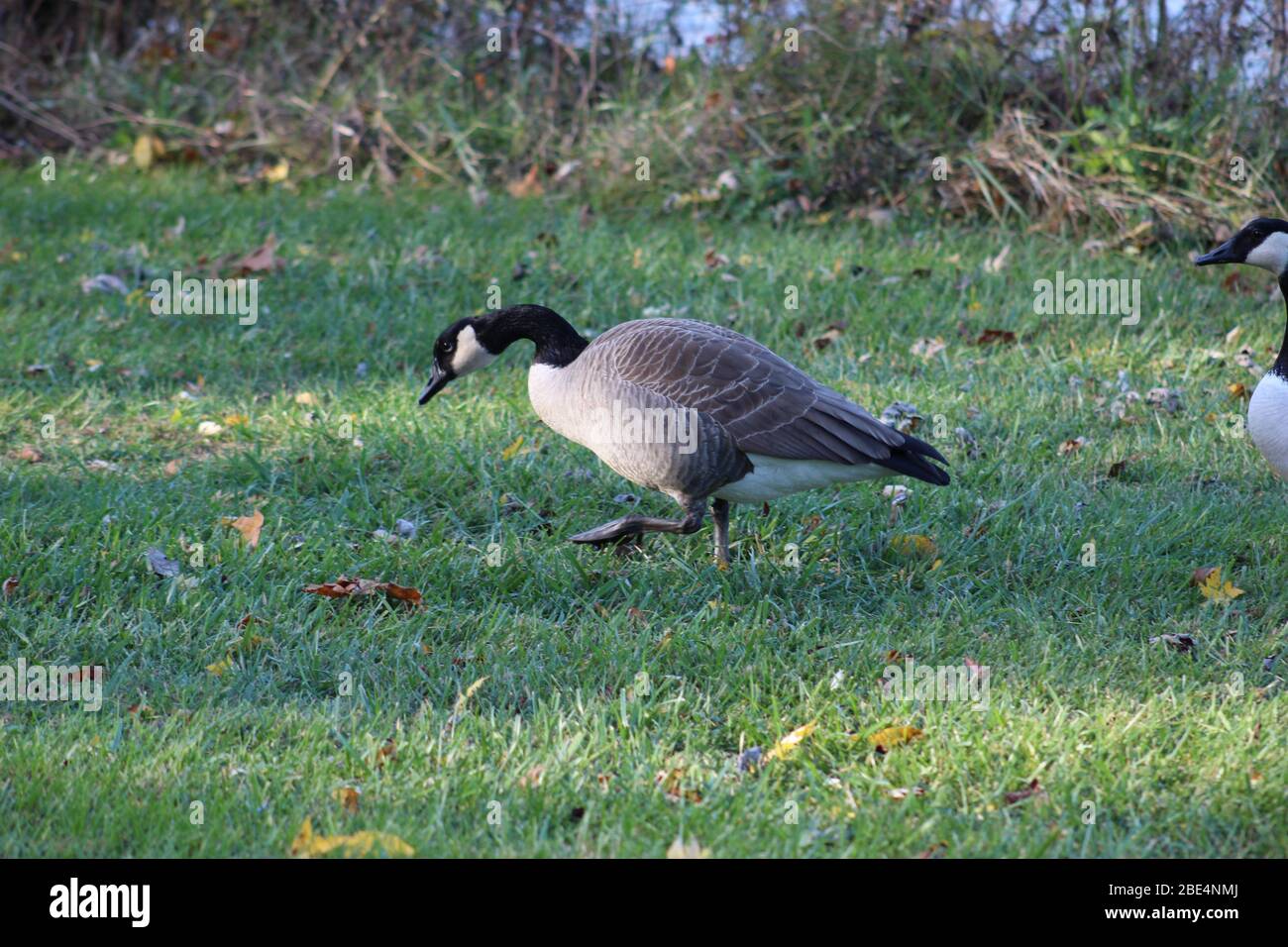 Groveport Ohio Straßen mit bunten Bäumen, Familie von Gänsen auf einem Teich, drei Bach Spaziergang Weg mit bunten Bäumen und grüner Landschaft umgeben Stockfoto