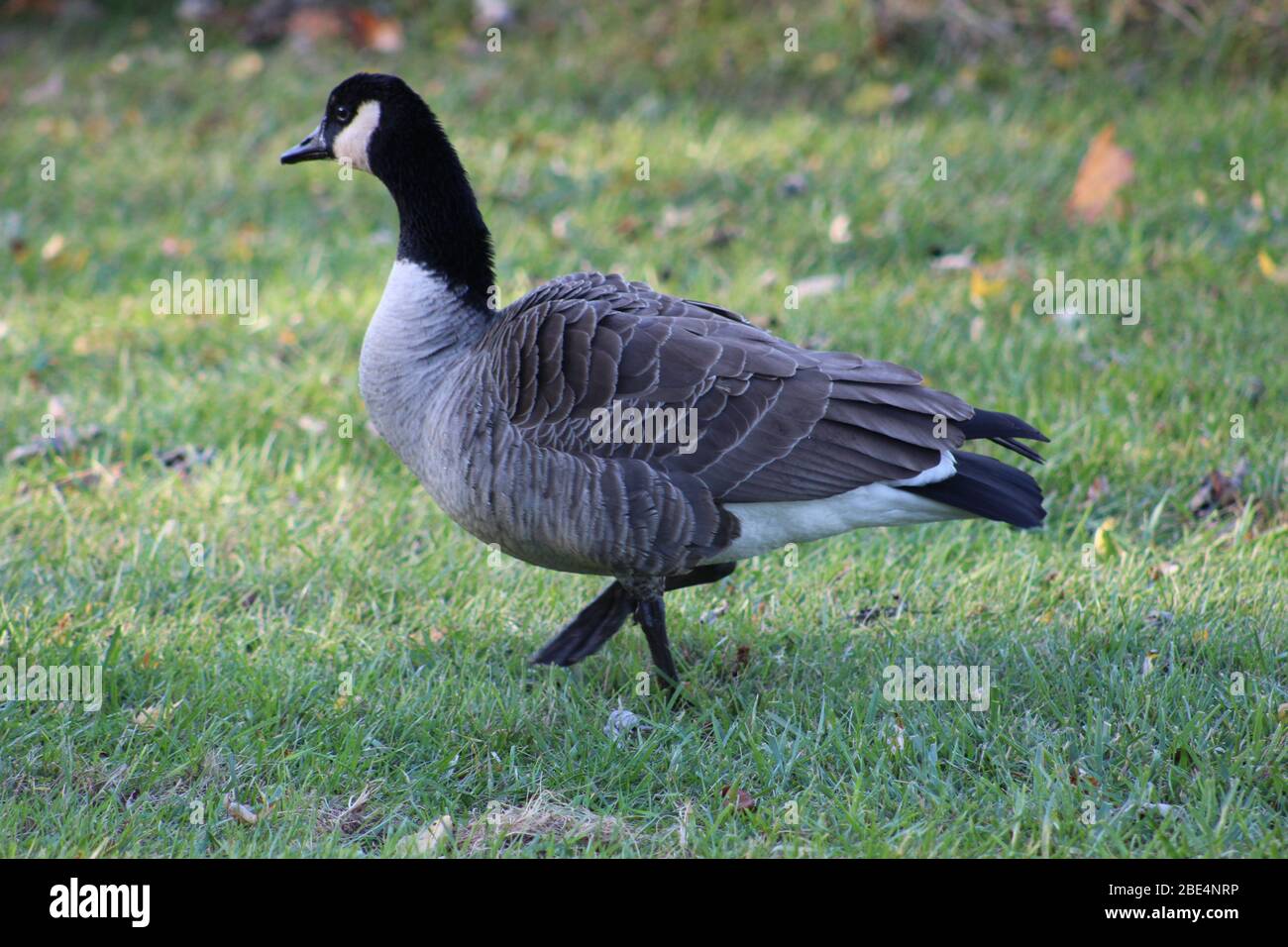 Groveport Ohio Straßen mit bunten Bäumen, Familie von Gänsen auf einem Teich, drei Bach Spaziergang Weg mit bunten Bäumen und grüner Landschaft umgeben Stockfoto