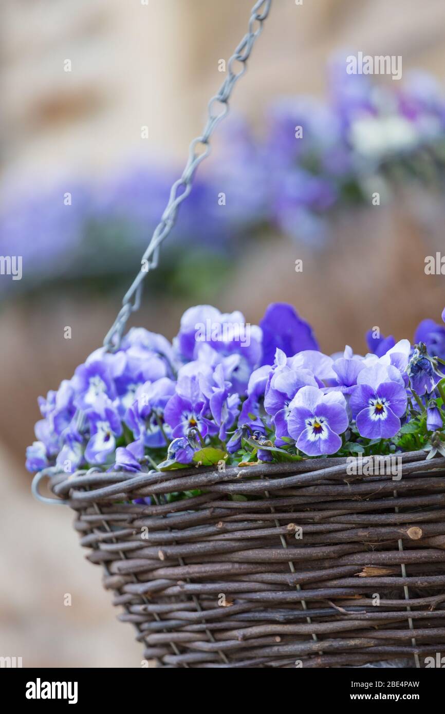 Ein hängender Korb mit leuchtend blauen Viola Blumen gefüllt Stockfoto