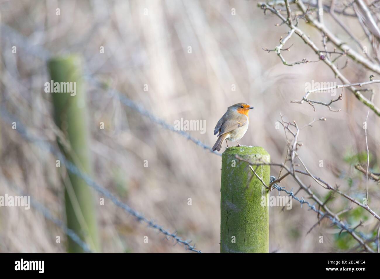 Rotreiher Rotkehlchen sitzt auf einem Zaunpfosten am Rande eines Waldes in England, Foto eines wilden Vogels auf dem Land im Frühjahr. Stockfoto