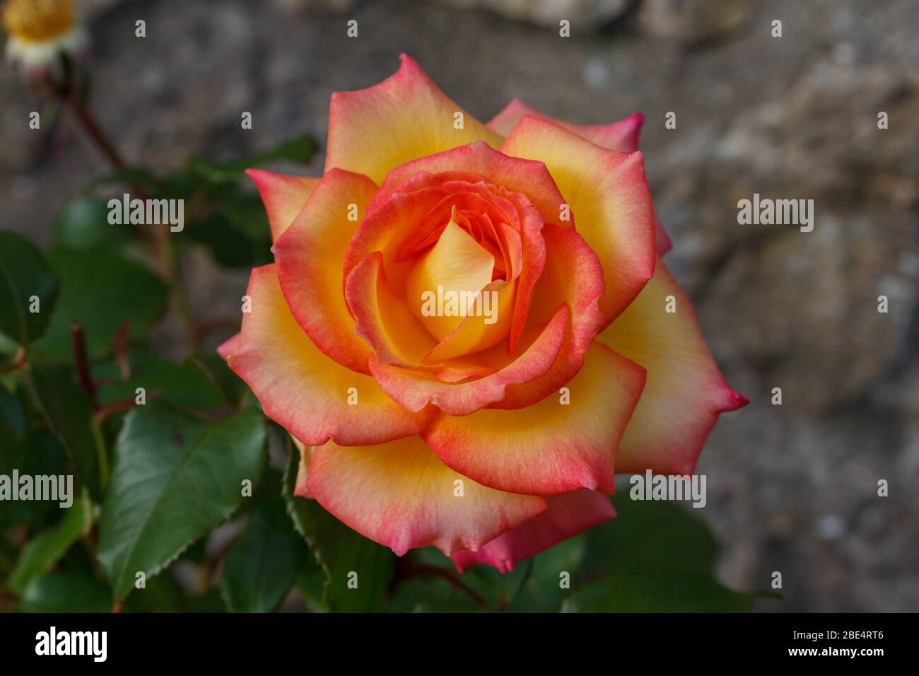 Nahaufnahme einer Rose mit ihrer Steinwand im Hintergrund unscharf. Gelbe und rosa Blütenblätter Stockfoto