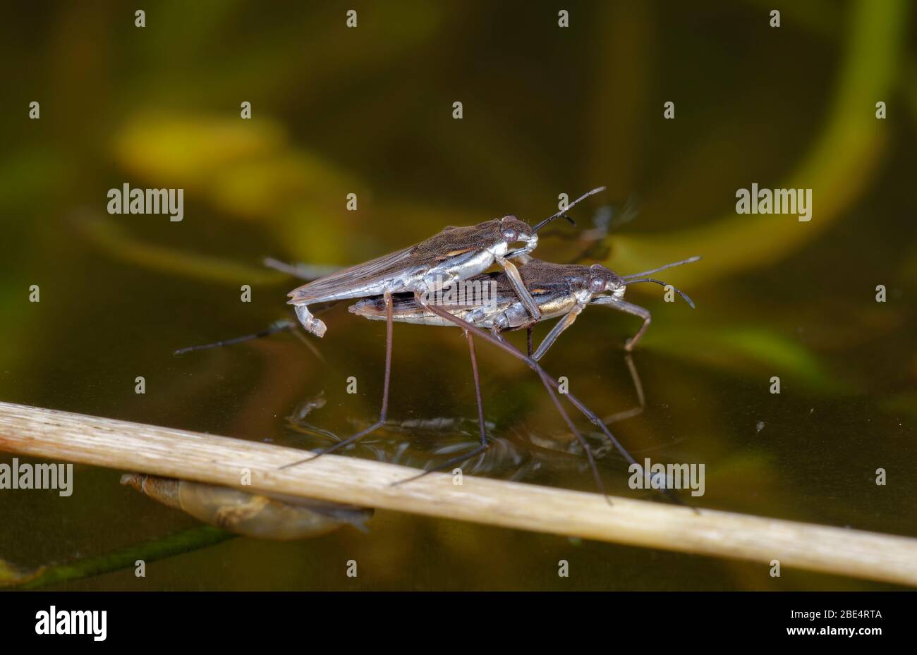 Gemeiner Teichläufer - Gerris lacustris Paarungspaar Stockfoto