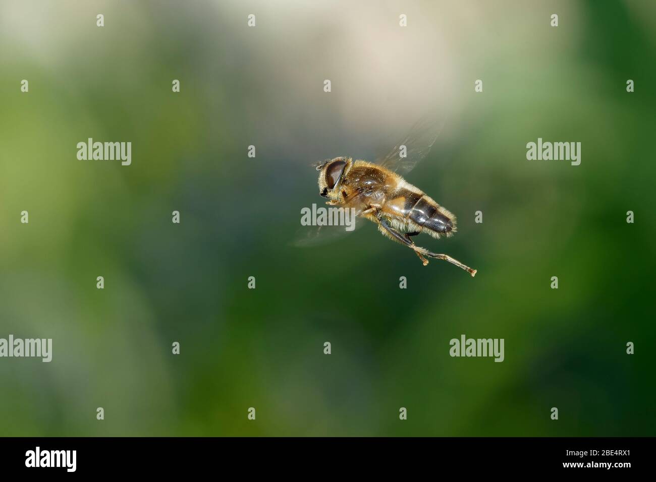 Hoverfly - Eristalis pertinax Männchen im Flug Stockfoto