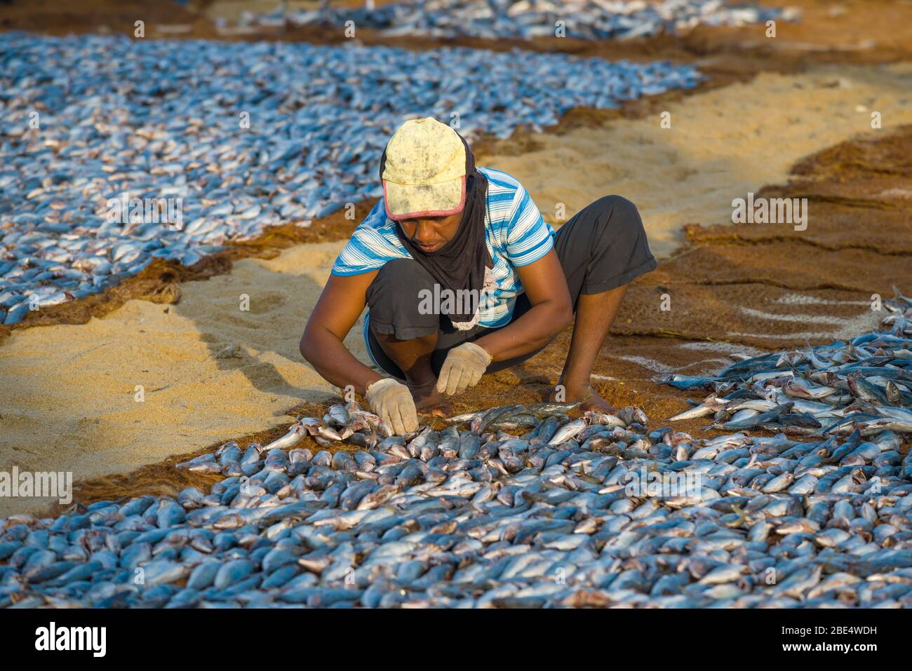 NEGOMBO, SRI LANKA - 03. FEBRUAR 2020: Eine Frau legt den gefangenen Fisch an einem sonnigen Morgen zum Trocknen aus Stockfoto