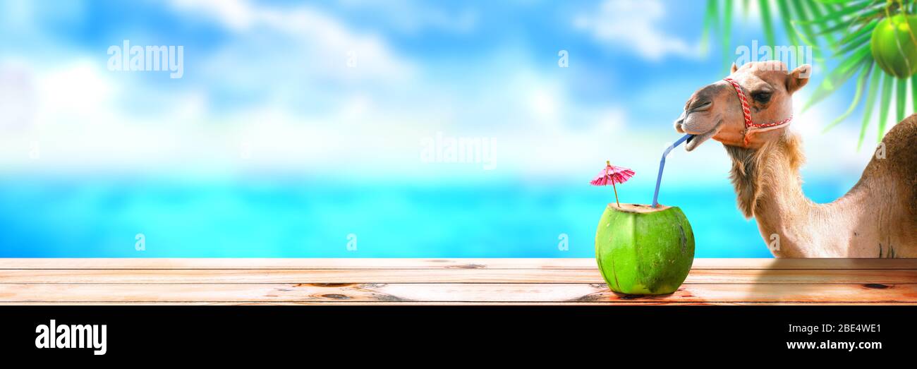 Tropische Strandinsel mit einem Kamel, das Kokosnusssaft trinkt. Coole Header Banner für Ihre Website oder Business-Werbung. Stockfoto