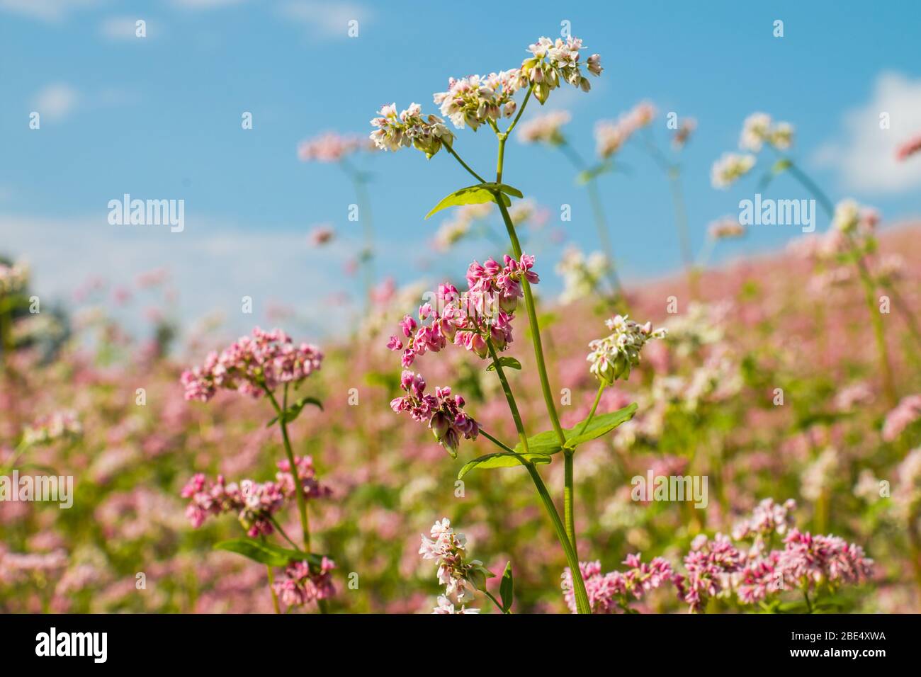 Blühendes Buchweizenfeld an den letzten Sommertagen Stockfoto