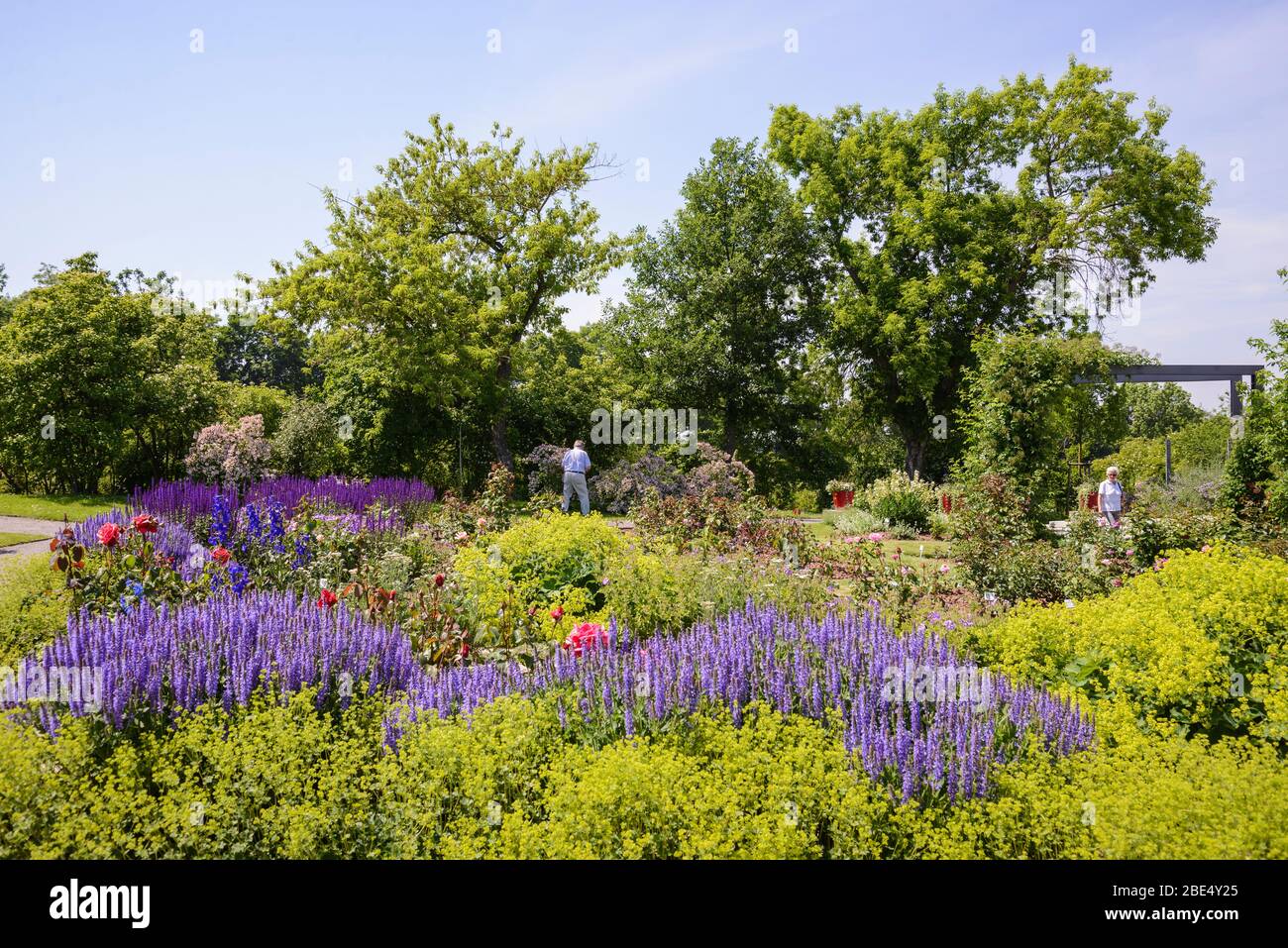 Rosarium Sangershausen, Sachsen-Anhalt, Deutschland, Europa Stockfoto