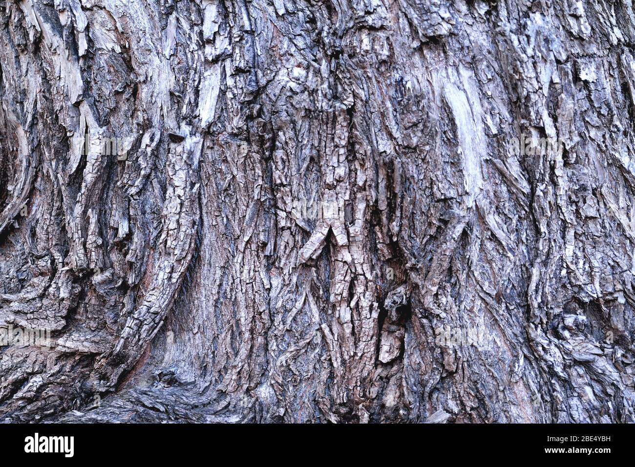 Alter Baum unebene Rinde Oberfläche, Eiche nicht-einheitliche Struktur Vintage Hintergrund close-up Stockfoto