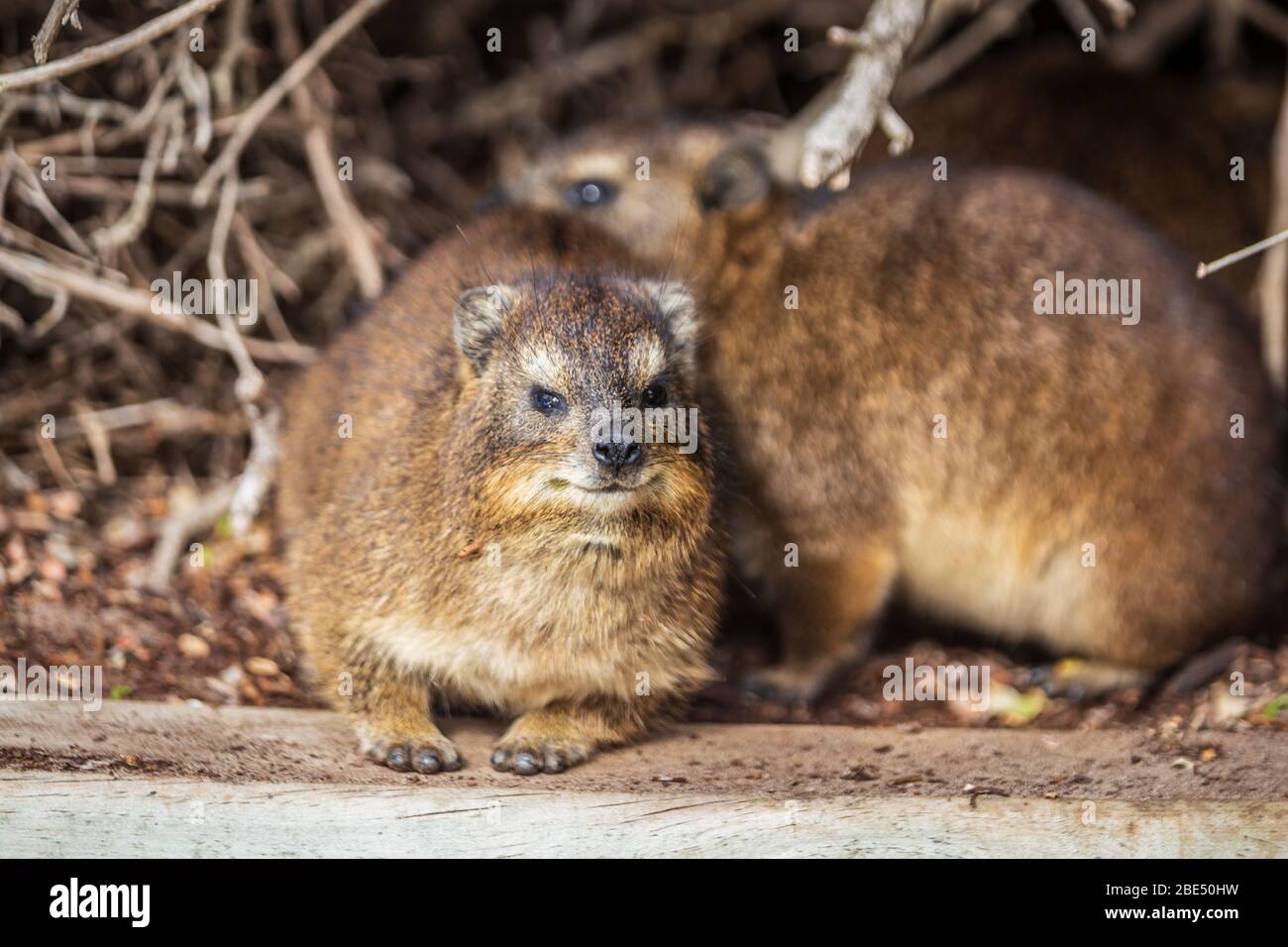 Nahaufnahme von Hyrax in Südafrika Stockfoto