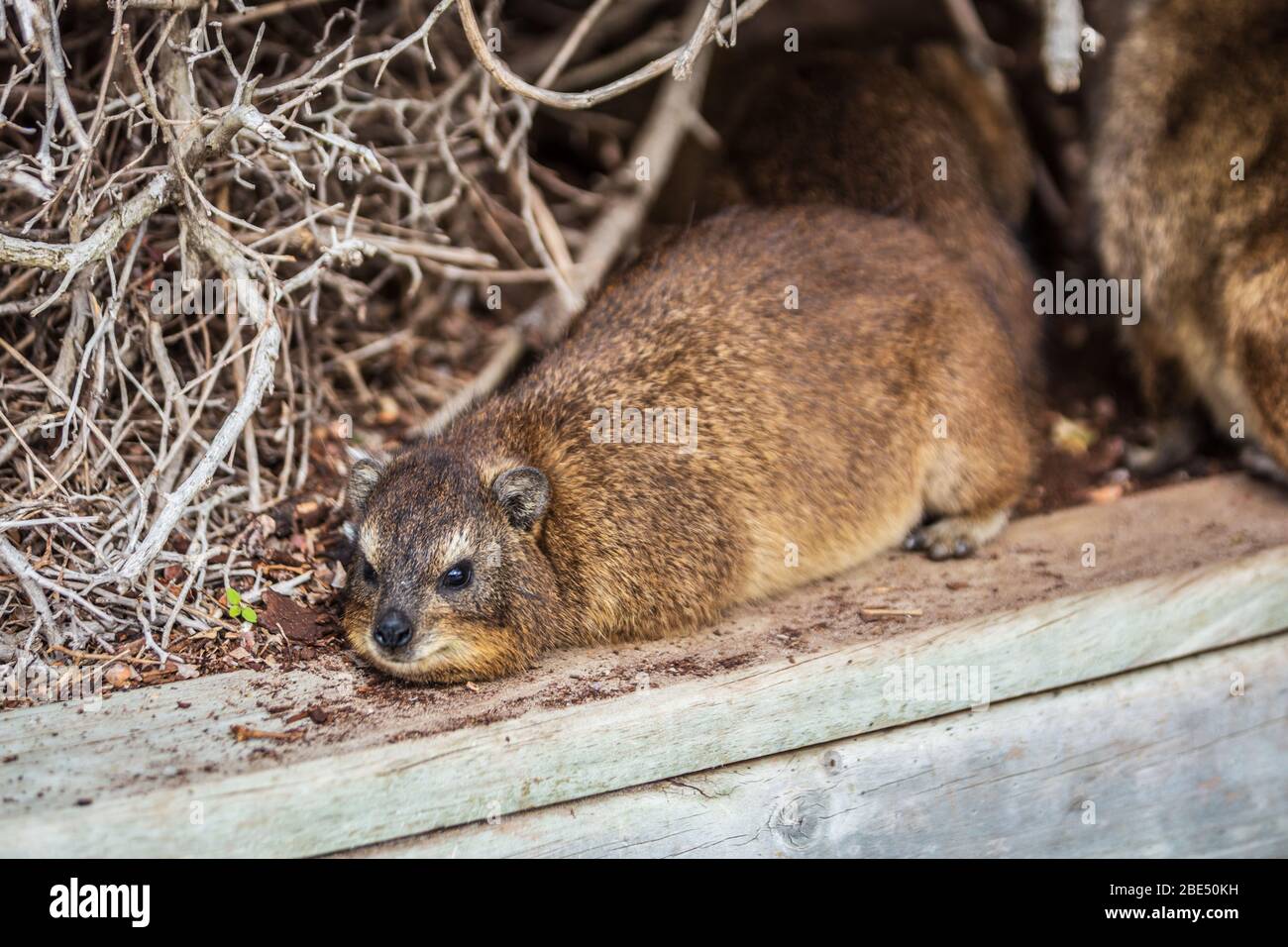 Nahaufnahme von Hyrax in Südafrika Stockfoto