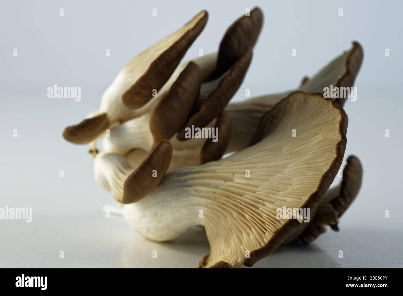 Austernpilze, die ihre Kiemen oder Lamellen zeigen Stockfoto