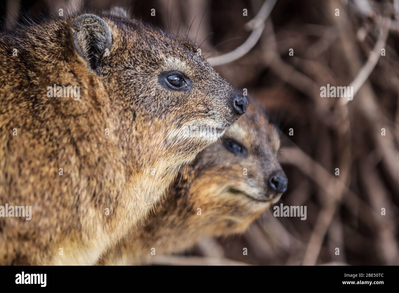 Nahaufnahme von Hyrax in Südafrika Stockfoto