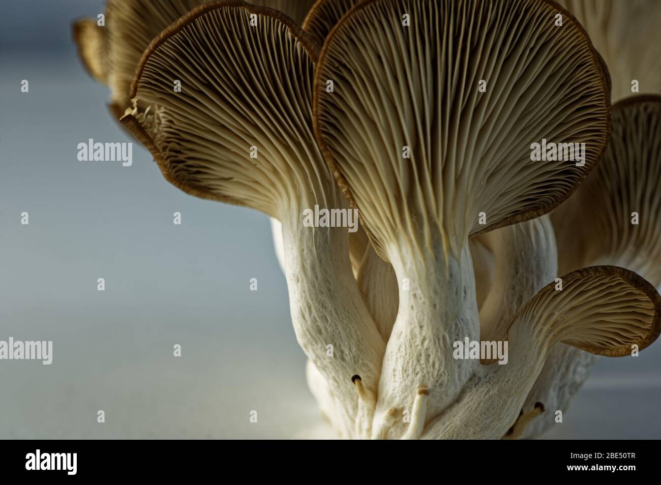 Der schöne und nahrhafte Austernpilz Stockfoto