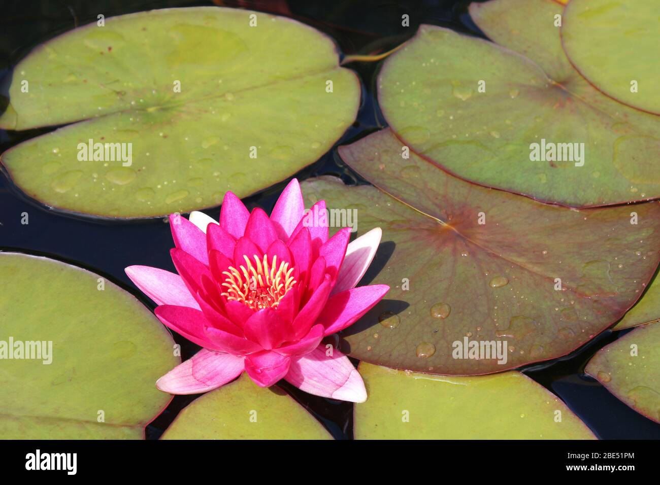 Rosa Wasser Lily Nymphaea sp. Stockfoto