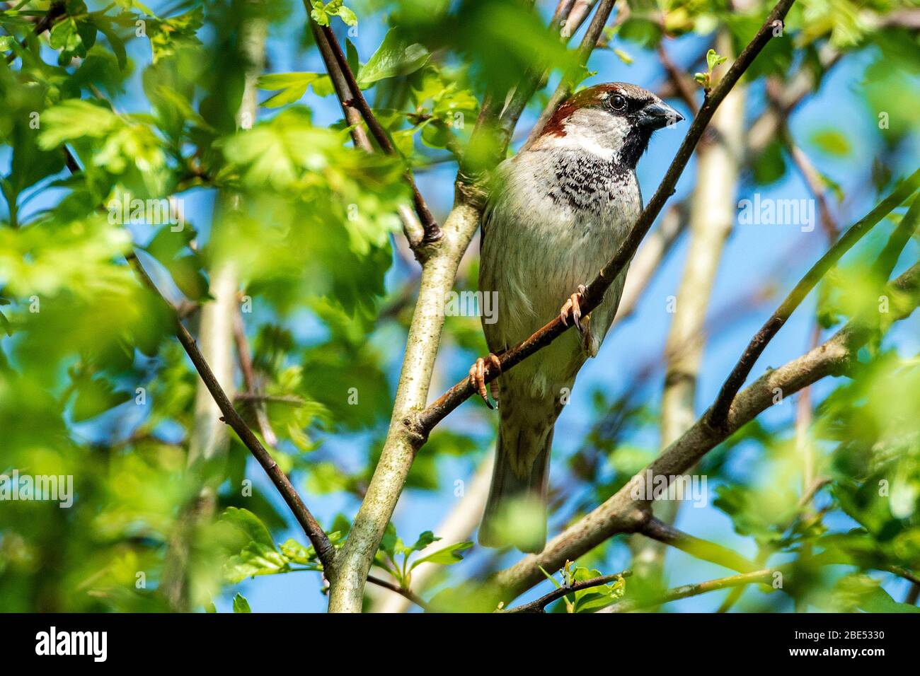 Hecke Spatz im Baum. Stockfoto