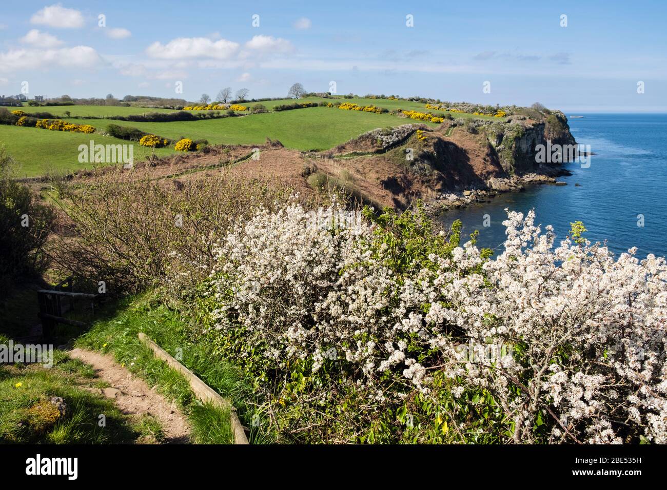 Blühende Schwarzdornhecke entlang des Küstenwanderweges westlich von Benllech, Isle of Anglesey, Wales, Großbritannien Stockfoto