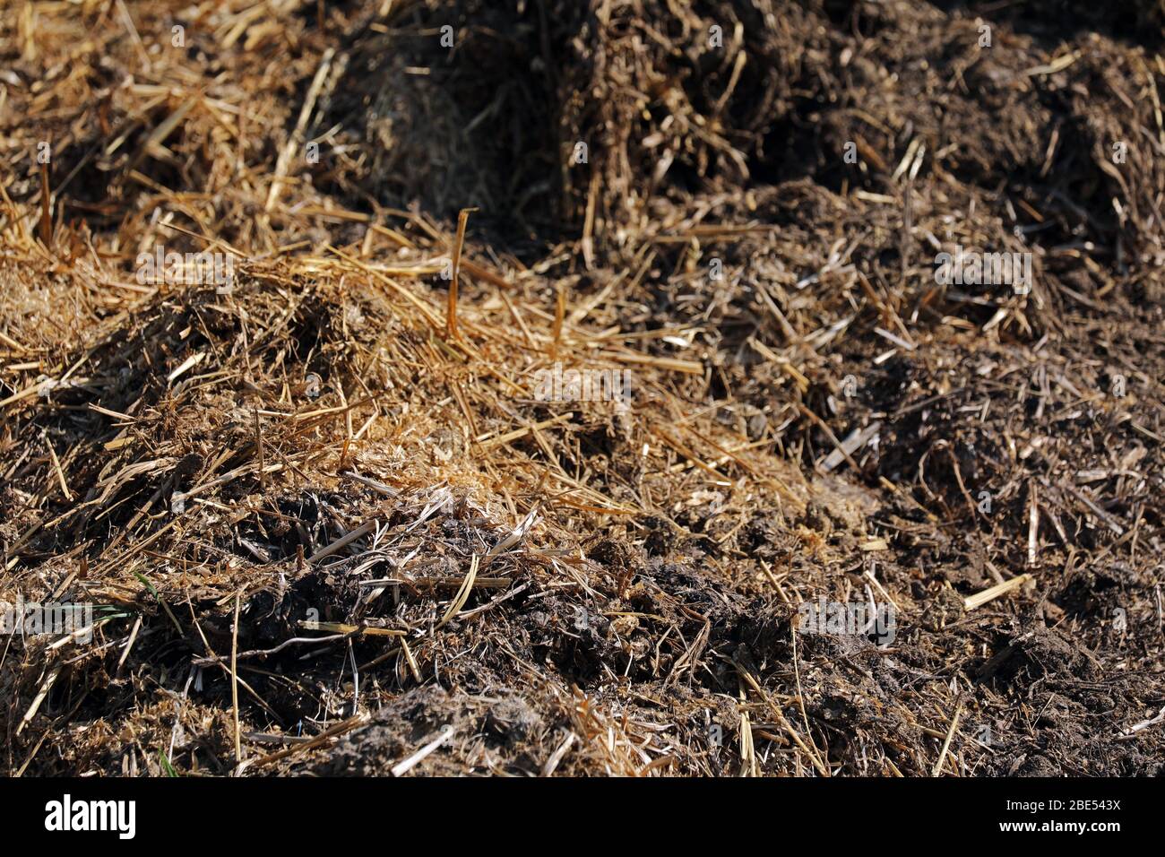 Mist Dung Pferdemist Stockfoto