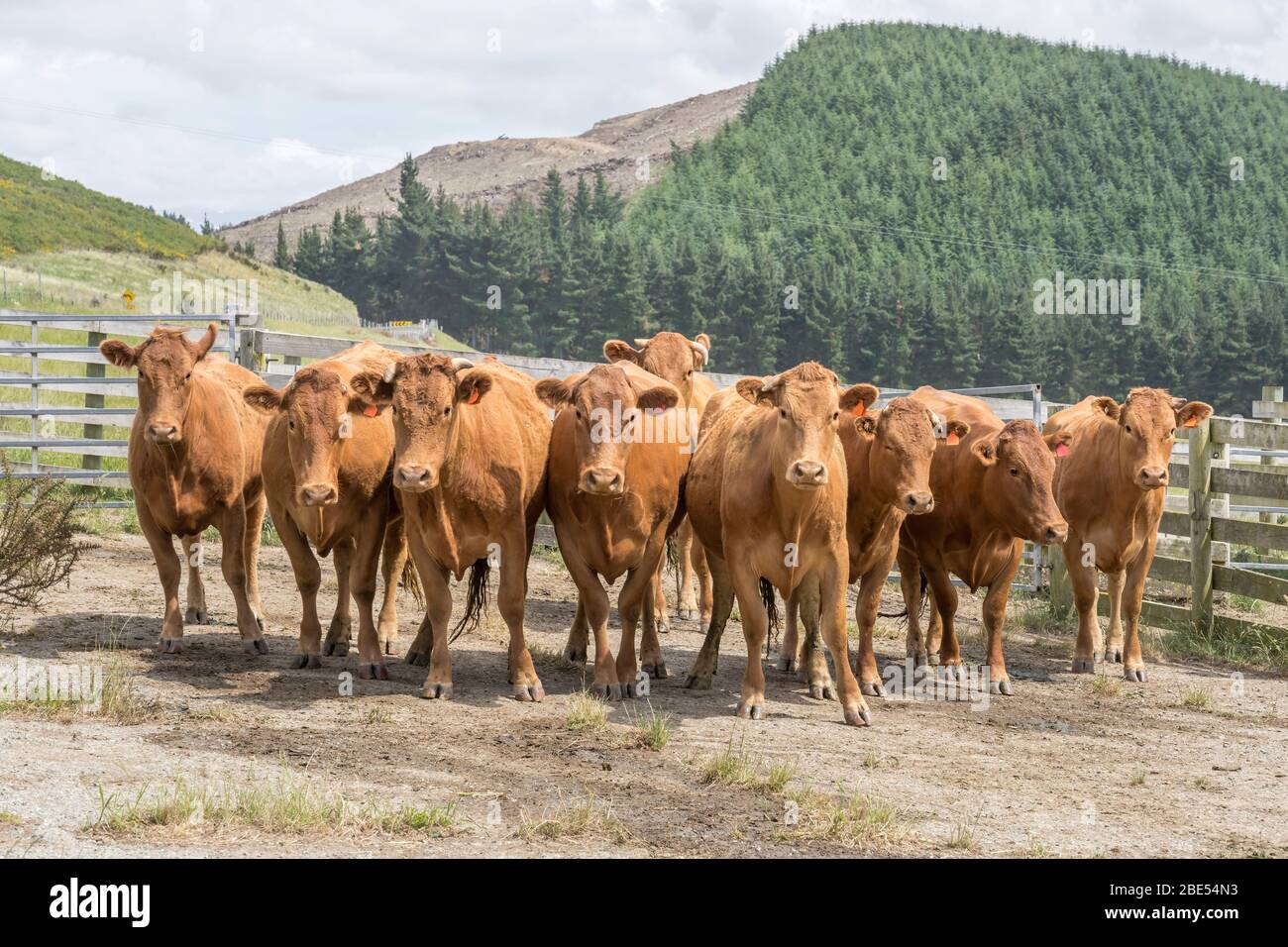 Gruppe aufmerksamer Kühe im Fahrerlager, aufgenommen in hellem Frühlingslicht in der Nähe von Kakahul, Canterbury, South Island, Neuseeland Stockfoto