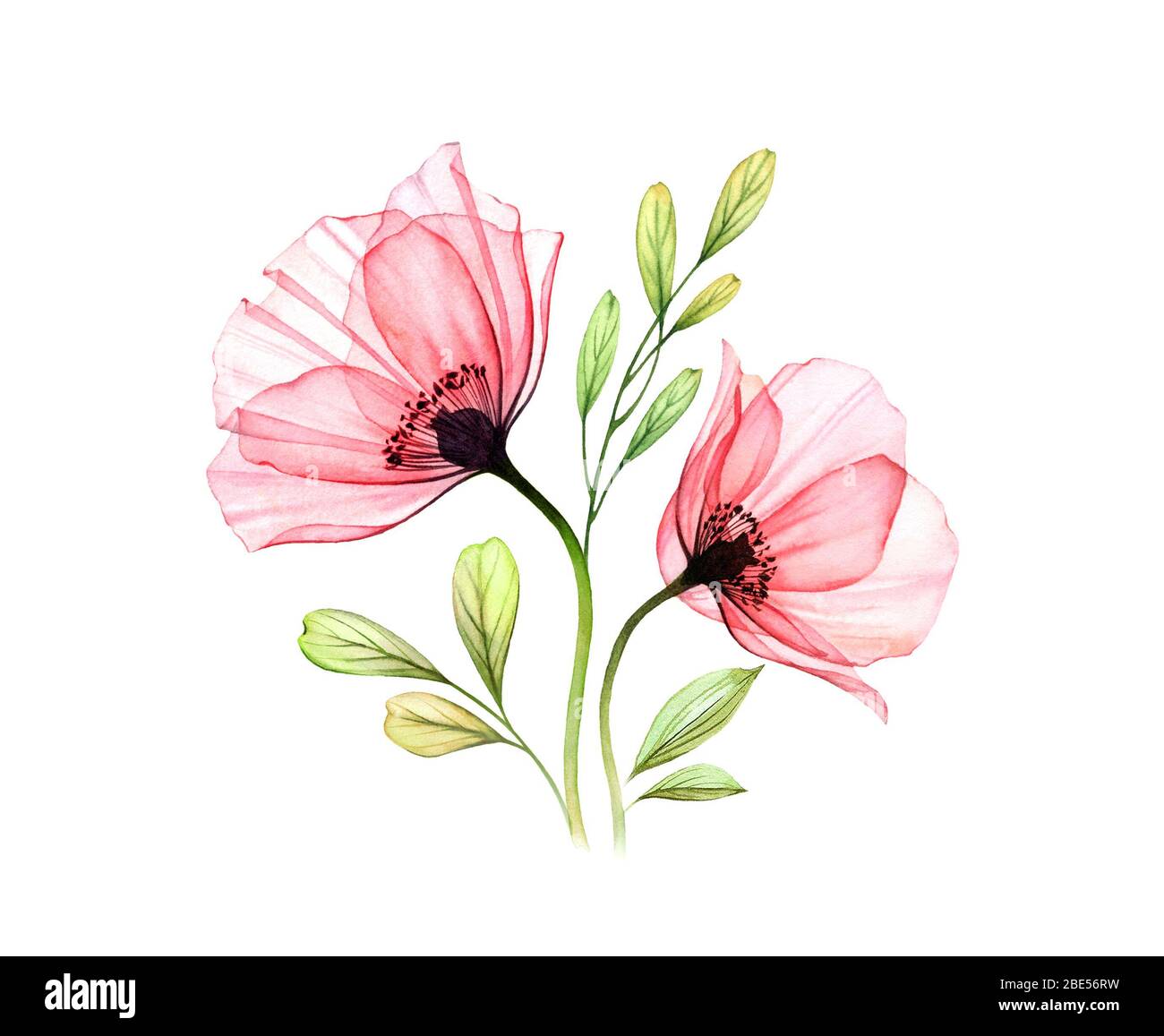 Wasserfarbener Mohn-Bouquet. Zwei rote Blüten mit auf Weiß isolierten Blättern. Handbemalte Illustration mit detaillierten Blütenblättern. Botanische Illustration für Stockfoto