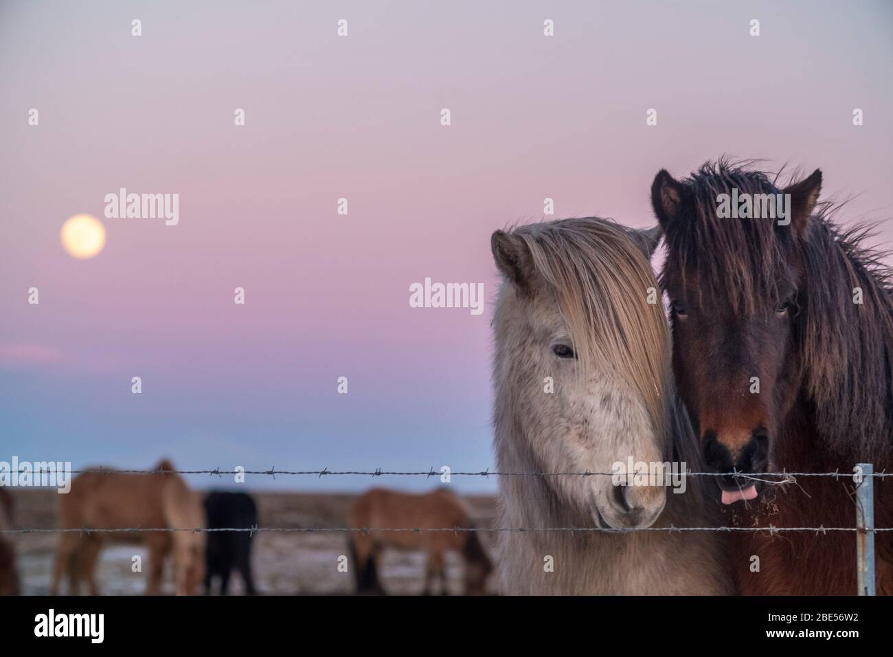 Pferde in Island Stockfoto