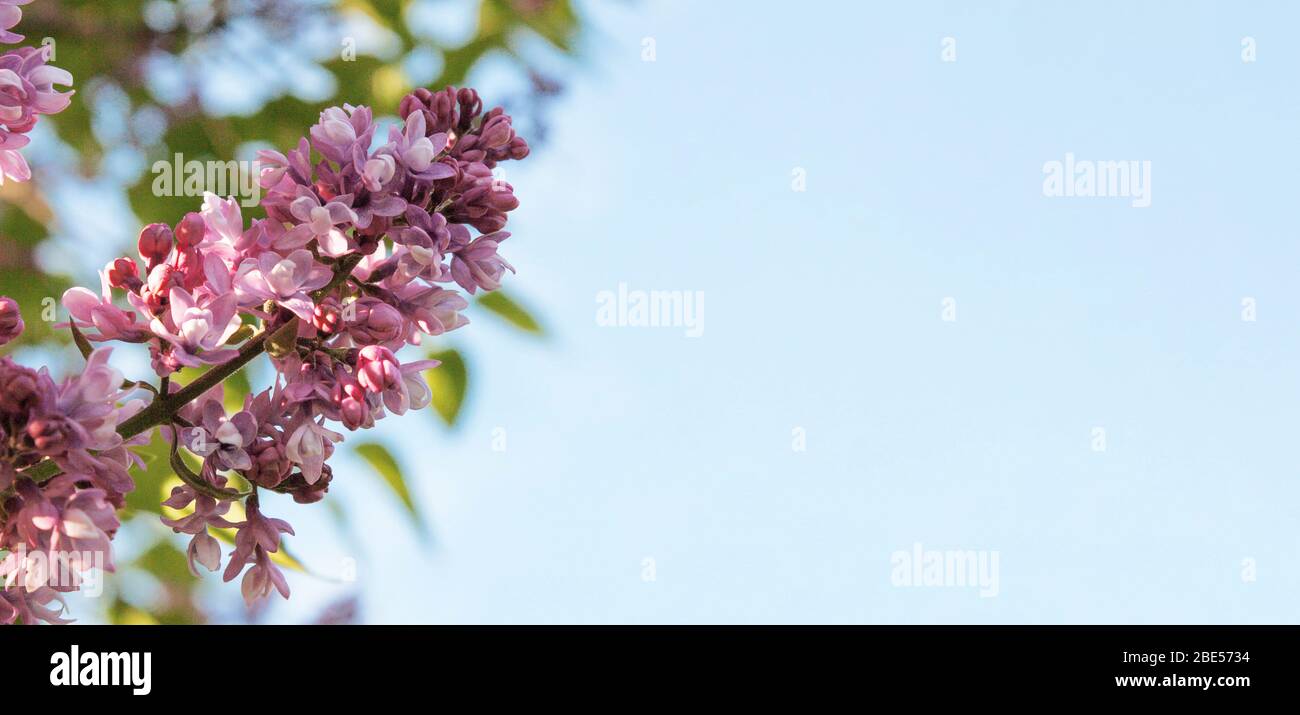 Lila Blumen Saison Frühling Urlaub Konzept auf Himmel Hintergrund Banner. Textkopierbereich. Stockfoto