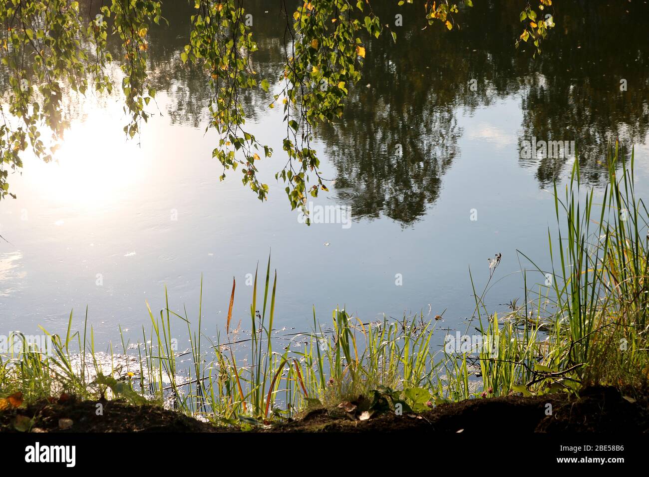 Sommerlandschaft - ein ruhiger Fluss mit Schilf und Satteltail entlang der Ufer und die Reflexion der Bäume im Wasser. Stockfoto