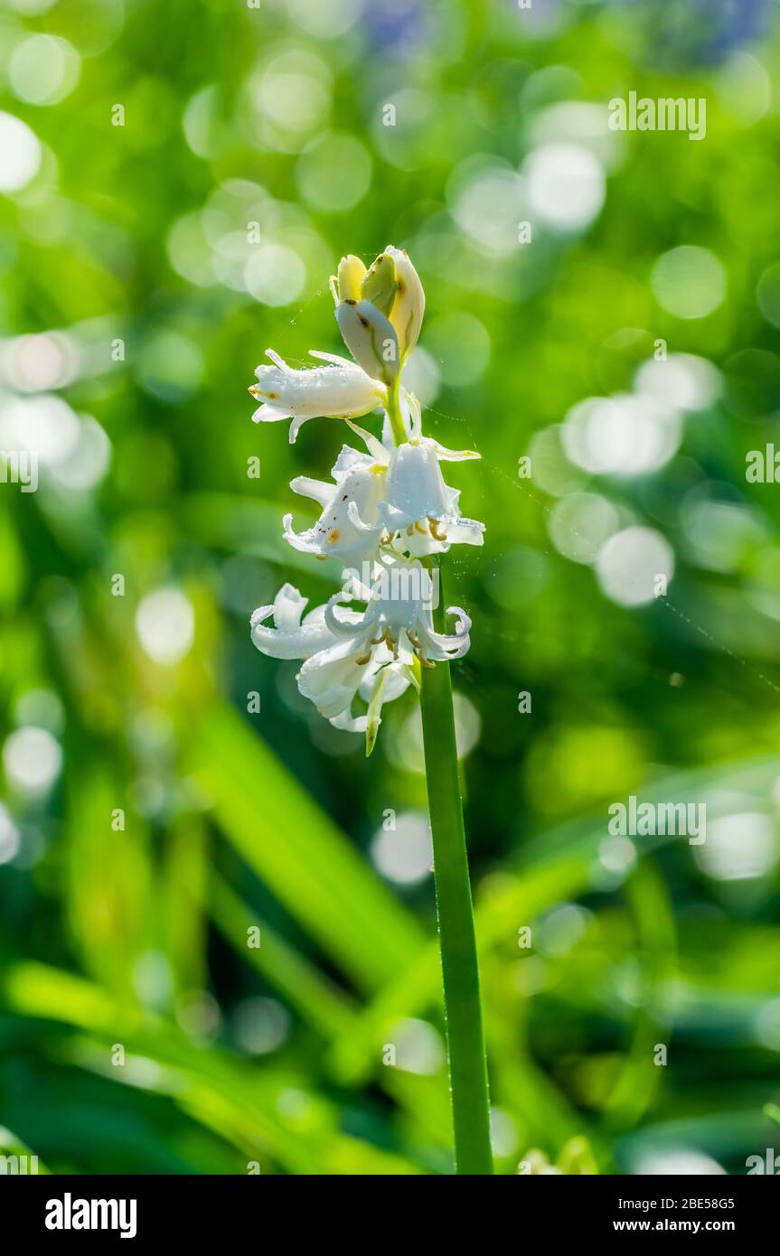 Weiß hinterleuchtete Bluebell Blumen im Frühlingswald - Nahaufnahme mit selektivem Fokus Stockfoto