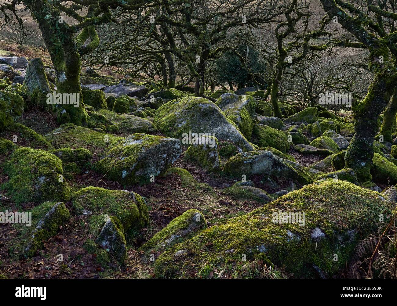 Wistman's Wood uralter Eichenwald an den Hängen des West Dart Flusses im Dartmoor Nationalpark Devon Stockfoto
