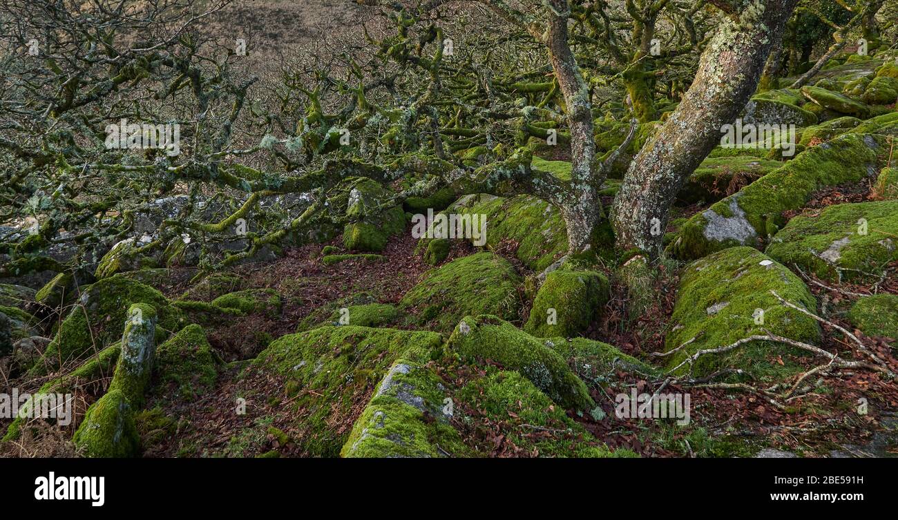Wistman's Wood uralter Eichenwald an den Hängen des West Dart Flusses im Dartmoor Nationalpark Devon Stockfoto