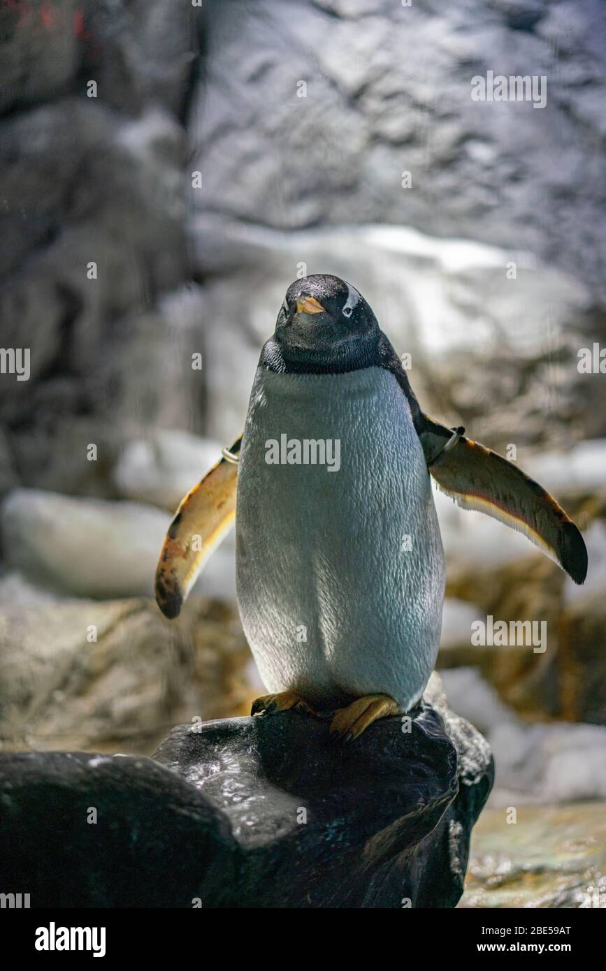 Gentoo Pinguin auf schwarzem Stein stehend Stockfoto