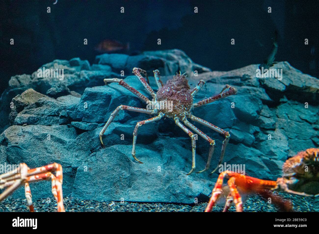 Japanische Spinnenkrabbe im Osaka Aquarium Kaiyukan, Japan Stockfoto
