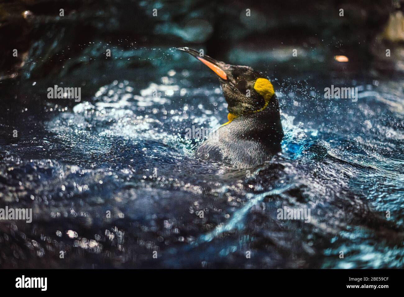 King Pinguin genießen Sie das Schwimmen mit Plansch Stockfoto