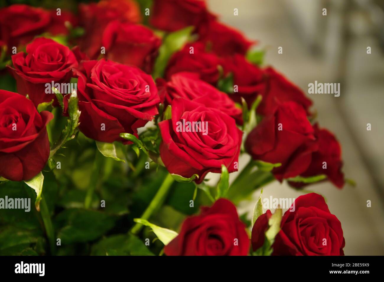 Schöne rote Rosen in einer Vase. Platz für Text Stockfoto