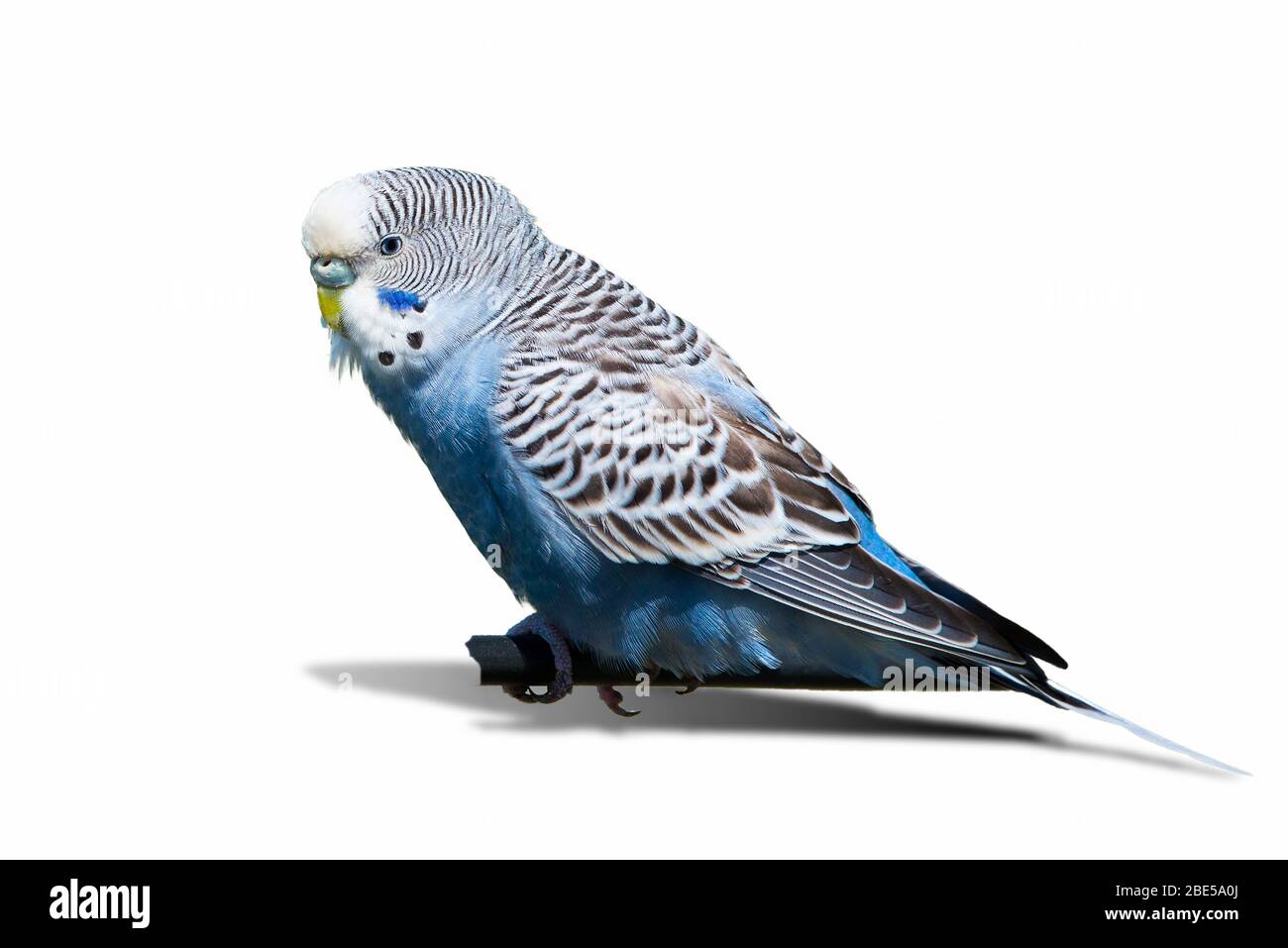 Wellensittich-Vogel auf weißem Hintergrund isoliert ( Melopsittacus undulatus ) Stockfoto